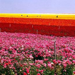 模拟建设《荣耀军营》结束抢先体验，正式推出，支持中文 