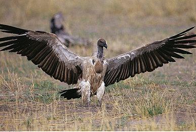 肉鸽《CORING 镜地猎杀》Steam页面上线 支持中文